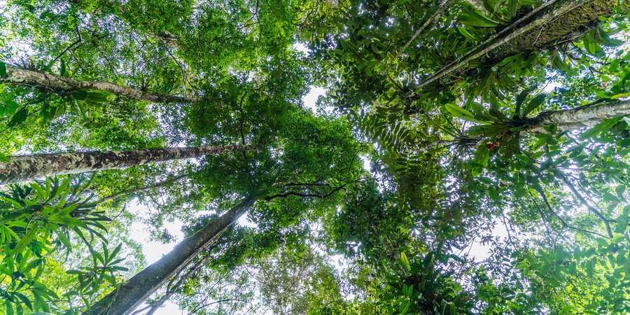 Looking up into the canopy of the Amazonian forest