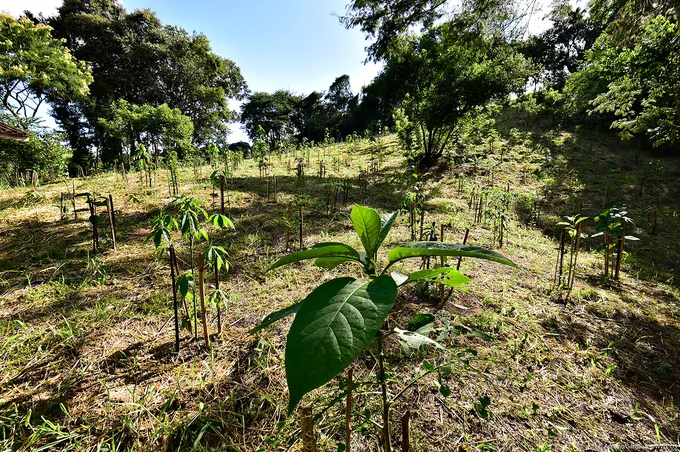 Seedlings planted in Mogi Guacu, Brazil