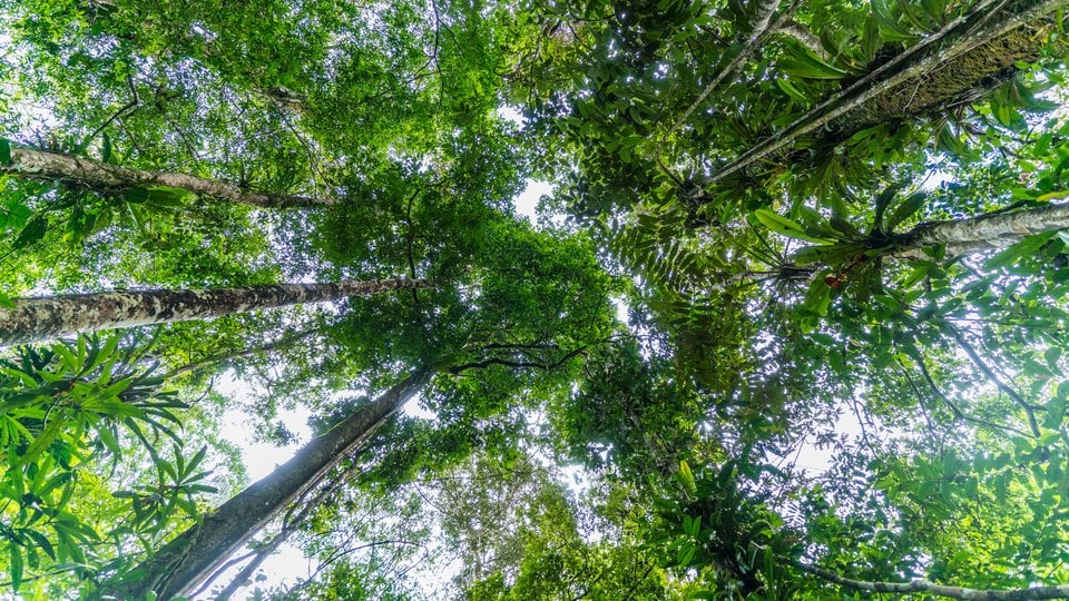 Looking up into the canopy of the Amazonian forest