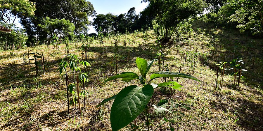 Seedlings planted in Mogi Guacu, Brazil