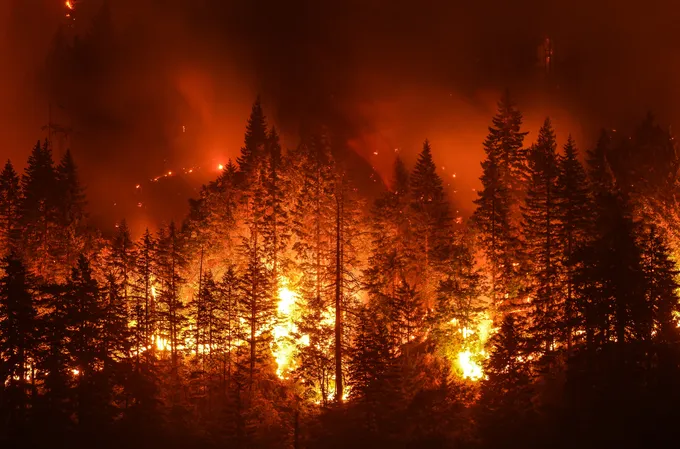 Forest fire at night