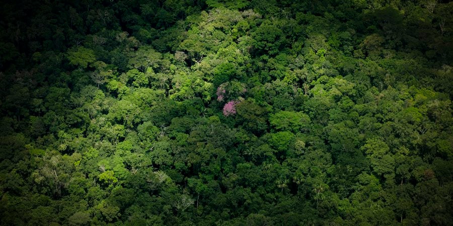 View of the tops of trees in a forest in the Amazon with sunlight dappling on a portion of the treetops.