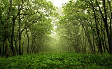 Landscape of an open area in a green forest with trees creating a center lane