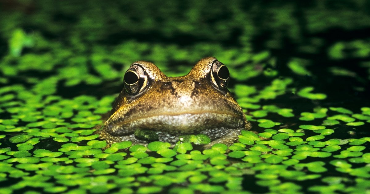 Restoring Water Points and Habitats for Amphibians in Spain | WWF