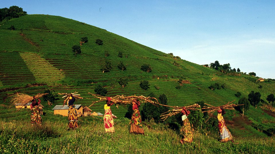 Fuelwood, Virunga State Park, Congo Basin