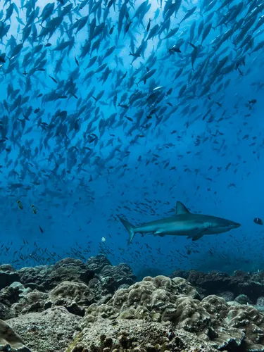 A shark swims in waters off the Galapagos islands with a school of fish in the background