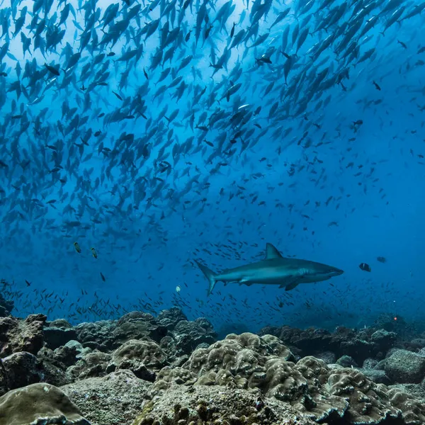 A shark swims in waters off the Galapagos islands with a school of fish in the background