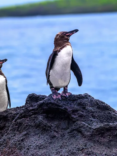Three Galapagos penguins sitting on a rock