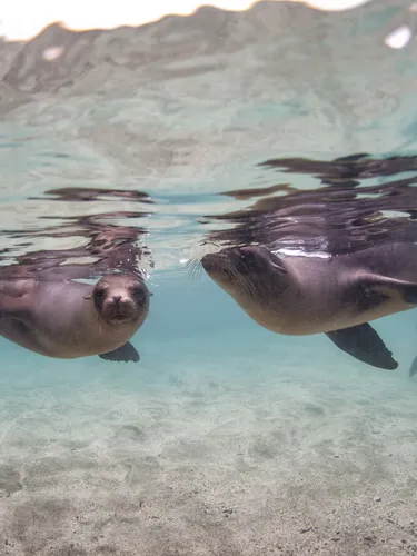 Galapagos sea lions swimming in Baronesa Bay