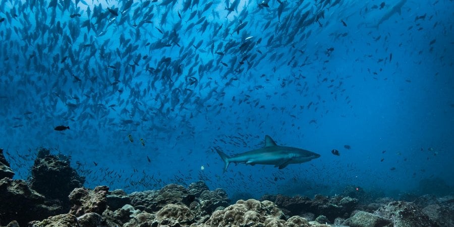 A shark swims in waters off the Galapagos islands with a school of fish in the background