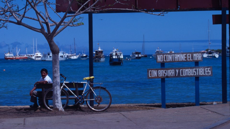 A picture of a harbor area, with a street, a bike, a tree and a person in the streetscape and boats in the background on the water.