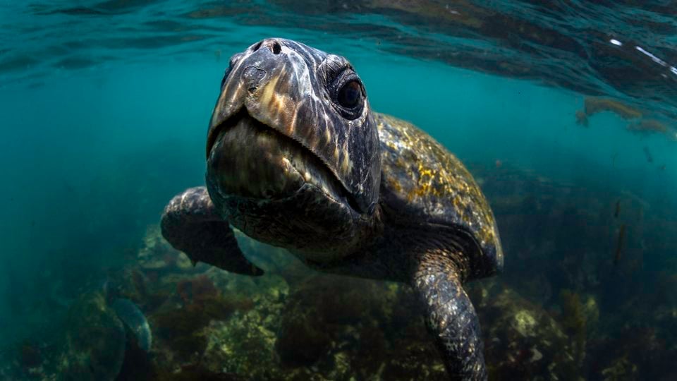 Galapagos green turtle swimming in the ocean