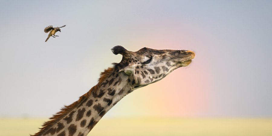A giraffe with a bird flying near its head
