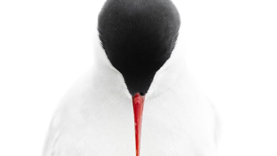A white bird with black head up close, beak pointing down