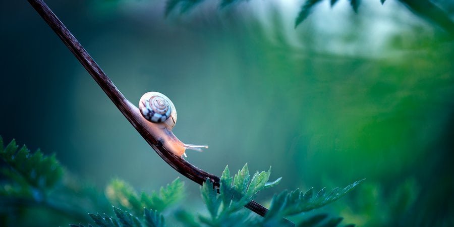 Colorful macro photo of snail on branch