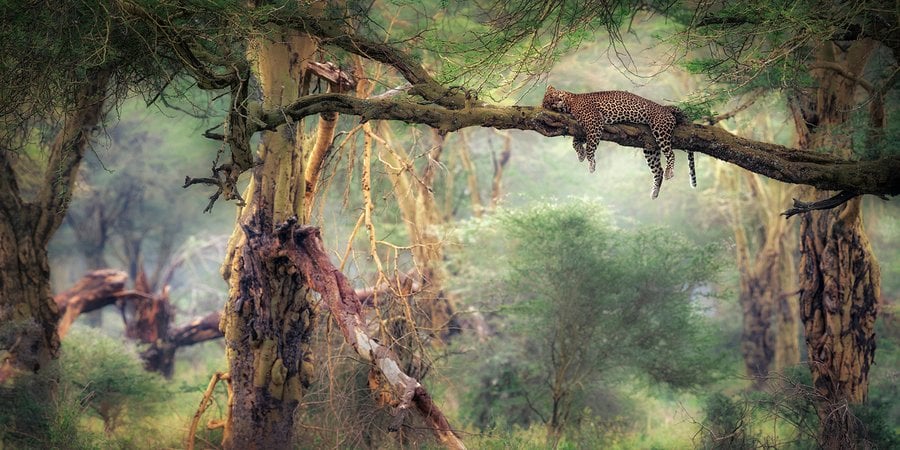 A leopard rests draped over a horizontal branch amid a shrubby arid landscape