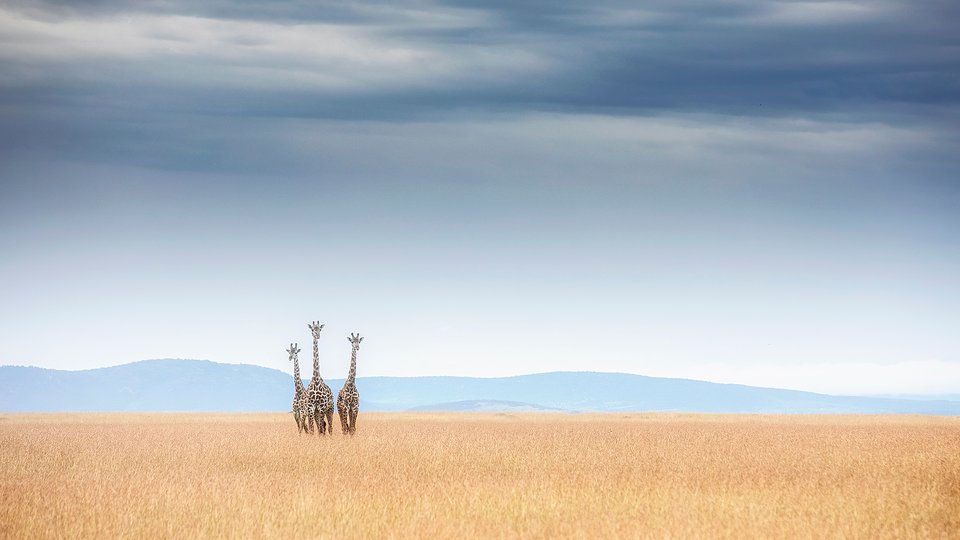 Three giraffes standing together are the only creatures visible in a wide yellow grassy landscape with mountains in the distance.