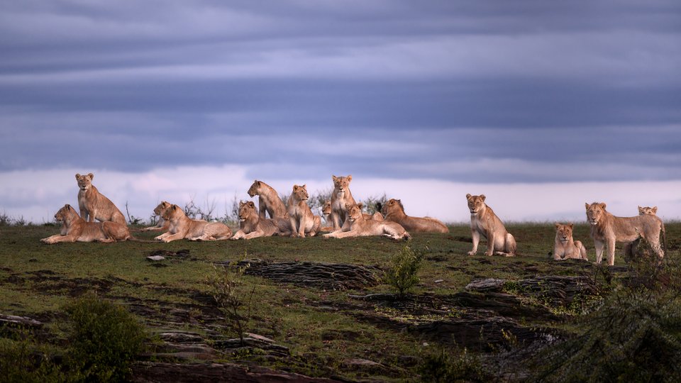 A group of female lions relaxing