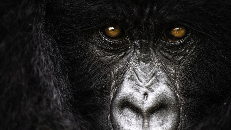 A closeup of a gorilla face