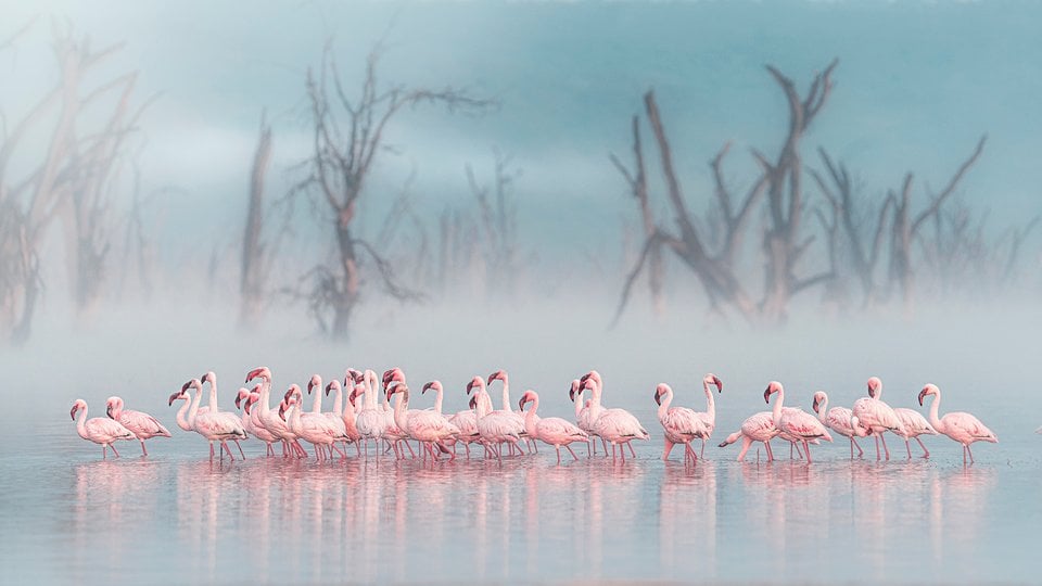 A group of flamingos stand in misty water