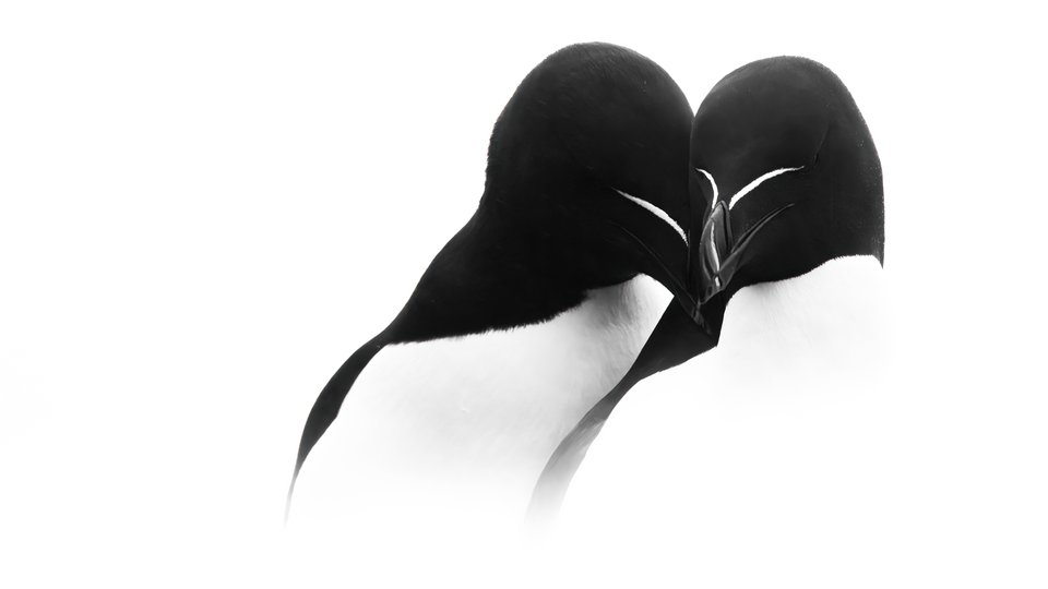Two black and white birds cuddling