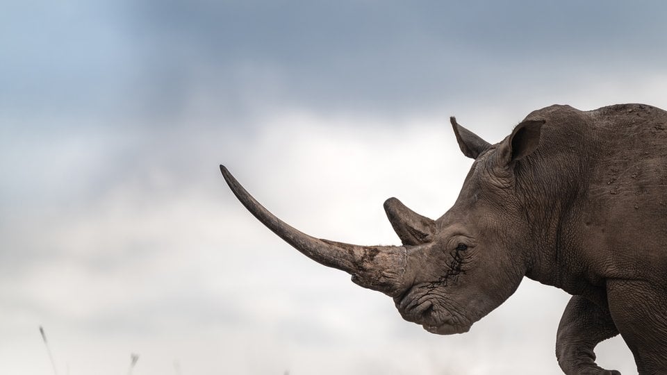 Rhino