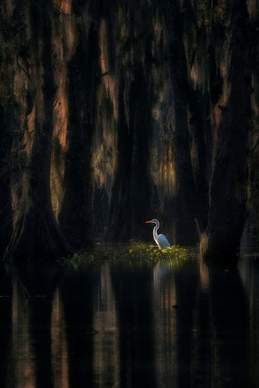 A white bird in a dark environment