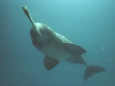 An underwater photo of a dolphin with a long pointy nose