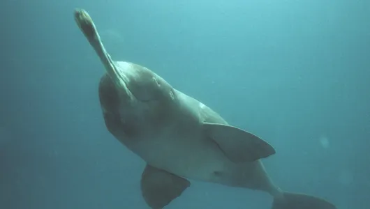 An underwater photo of a dolphin with a long pointy nose