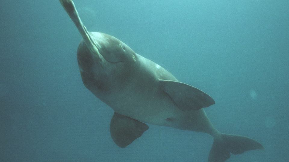 A lone river dolphin with a long nose floats under blue water.