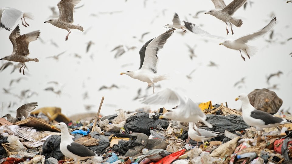 Seagulls over garbage on shore