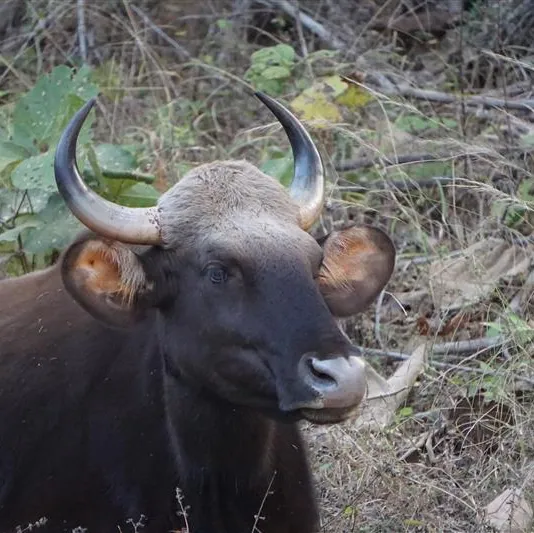 Large bovine with curved horns