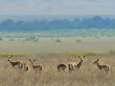 Herd of gazelles in grassland landscape