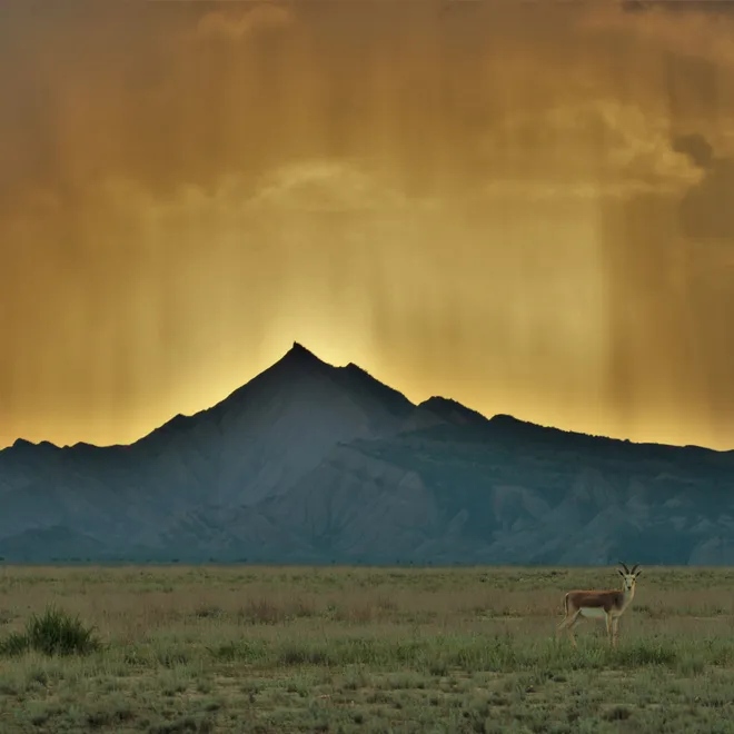 Single gazelle in grassland landscape