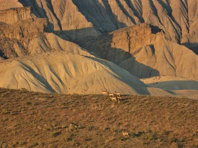 Rolling peaks of dry desert, cast in cascading light and shadow in the fading sun and a group of gazelles in the far distance