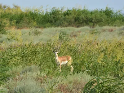 A soft green gassland with a gazelle standing cautiously in the distance