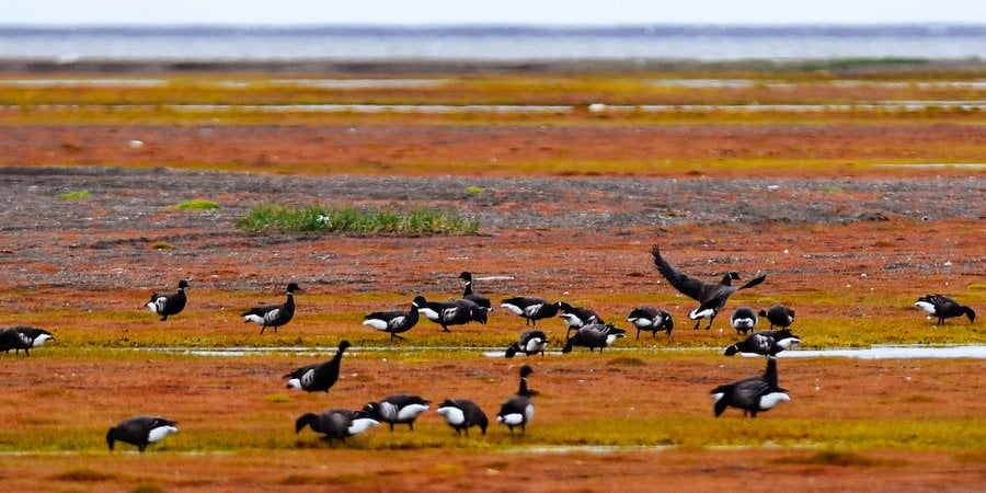 A flock of geese stand on tundra