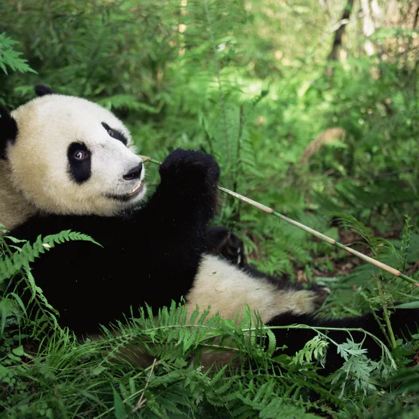 A giant panda lounging and eating bamboo in a forest