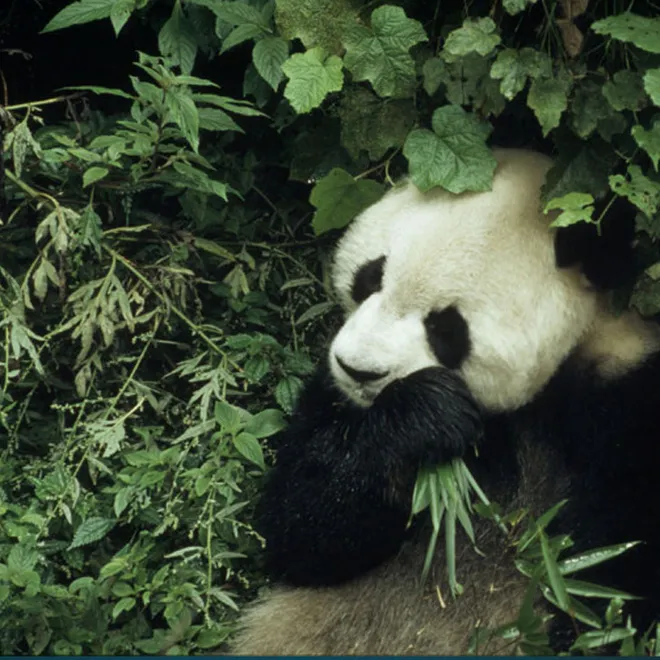 Giant Pandas And Climate Change WWF Giant Pandas And Climate Change WWF