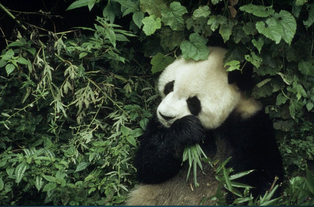 Giant Pandas and Climate Change | World Wildlife Fund