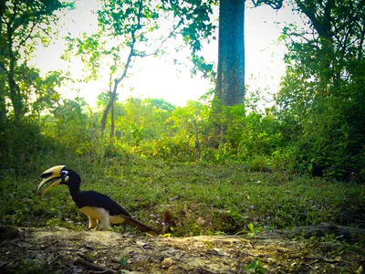 camera trap image of a Giant Hornbill walking on the ground in the Khata Corridor