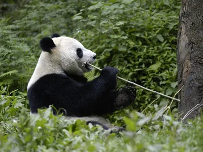 Giant Panda eating bamboo shoot