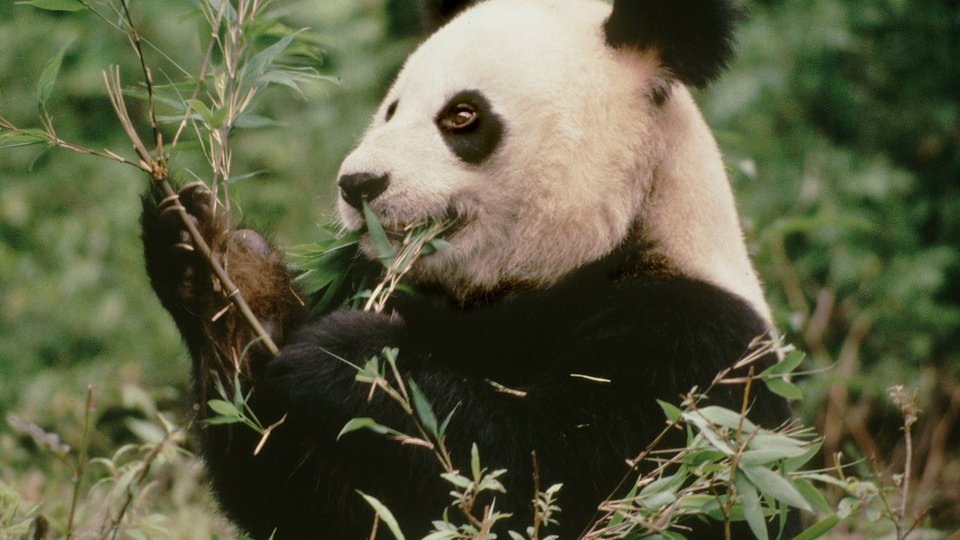 A giant panda sitting in the forest eating bamboo.