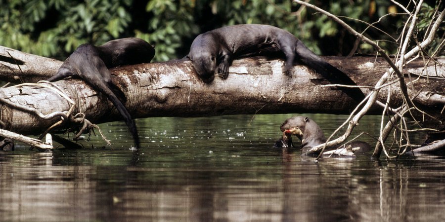 Giant otter Playing on a fallen tree along the shore of an oxbow lake
