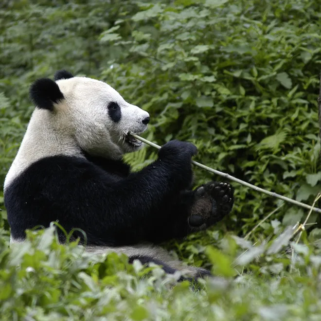 Giant Panda eating bamboo shoot