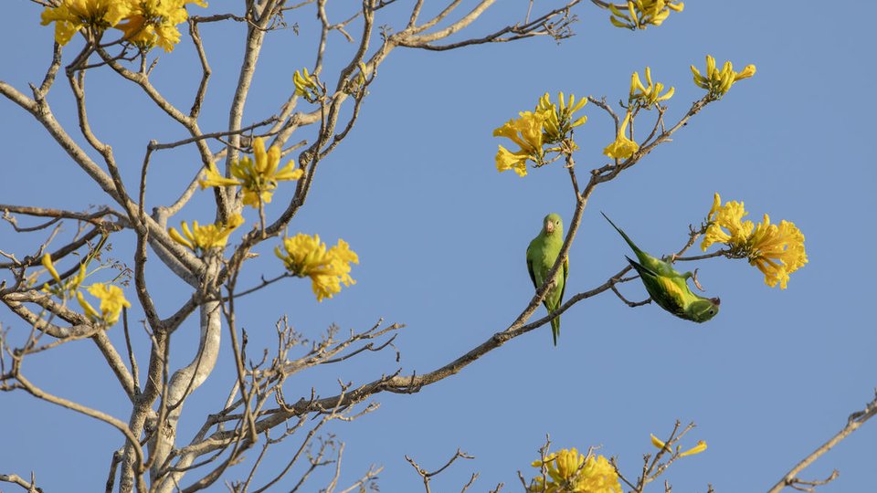 Parakeets play in a golden trumpet tree against a bright blue sky