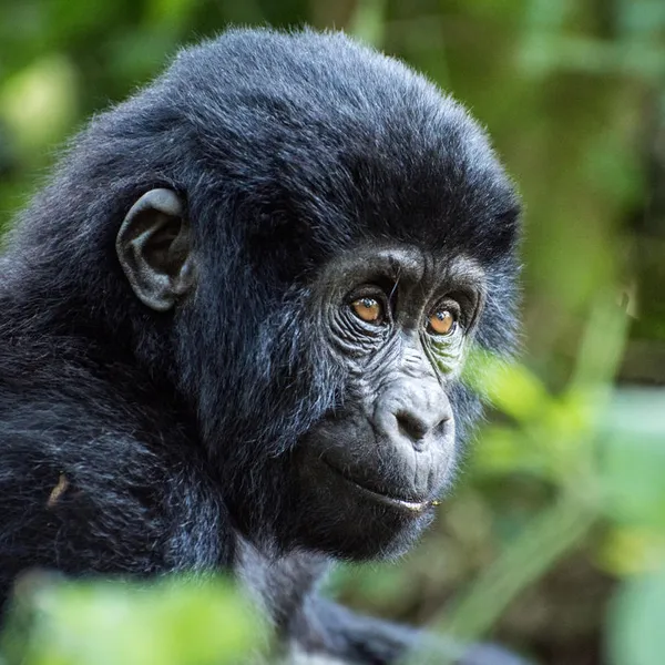A gorilla looks off into the distance while sitting among greenery
