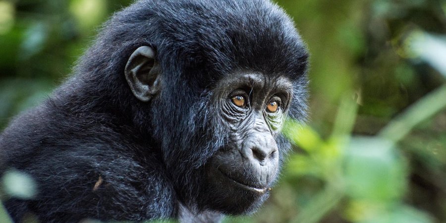 A gorilla looks off into the distance while sitting among greenery