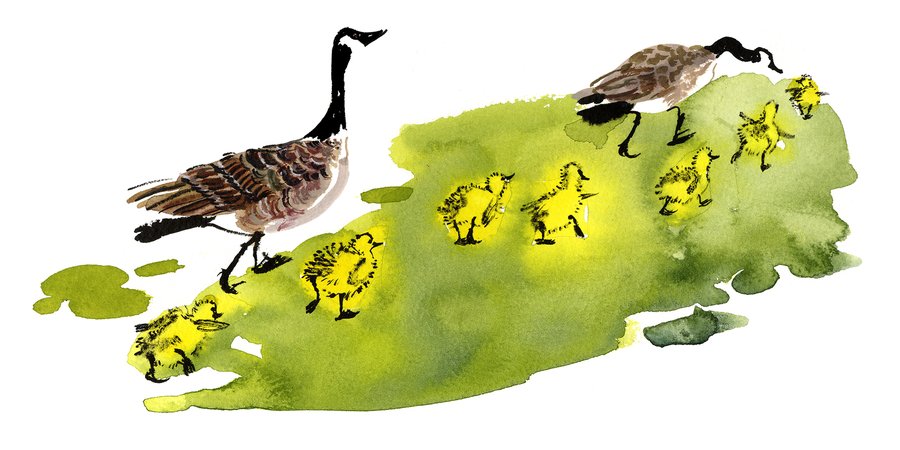 A watercolor illustration of goslings following adult Canada geese