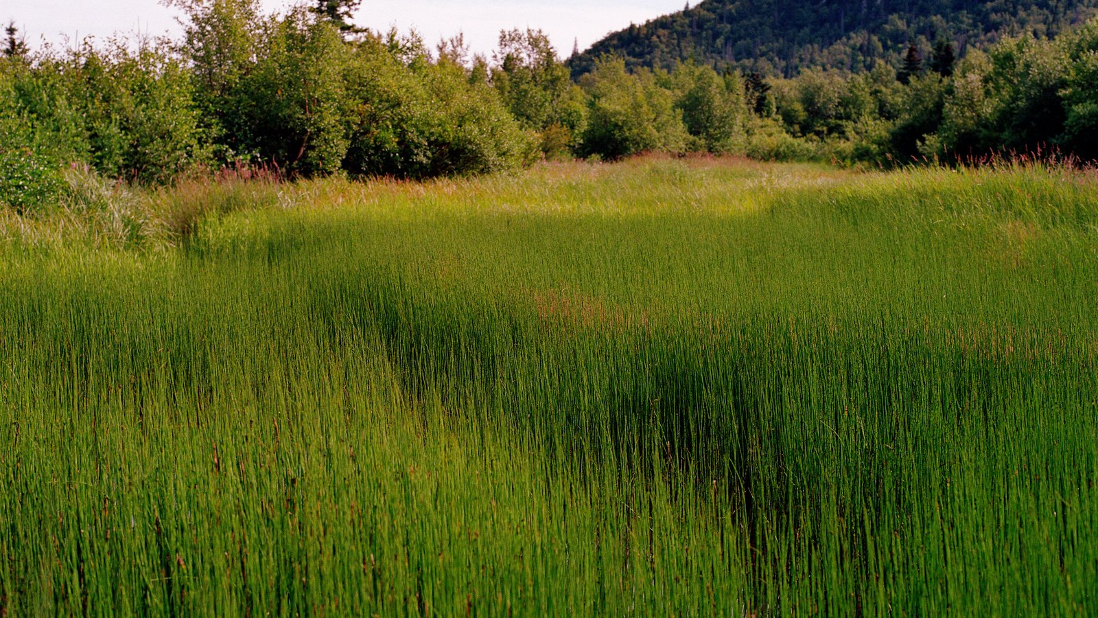 Florida Rangeland Rangelands Atlas Gives Data on Importance of Earth's Rangelands | World ...